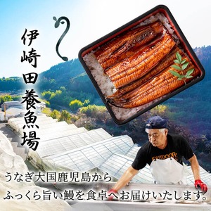 鹿児島県産 伊崎田のうなぎ蒲焼刻みうなぎ 50g×15袋(計750g) b7-027