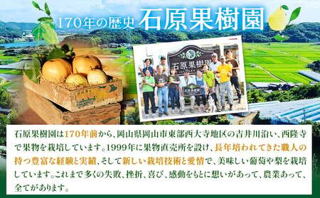 梨 あたご梨 1玉 約900g 贈答箱入り 石原果樹園《2026年11月中旬-12月下旬頃出荷》岡山県 浅口市 フルーツ 果物 ギフト 贈り物 国産 岡山県産 送料無料