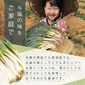 【令和8年3月頃発送】島らっきょう1ｋｇ(皮処理済）