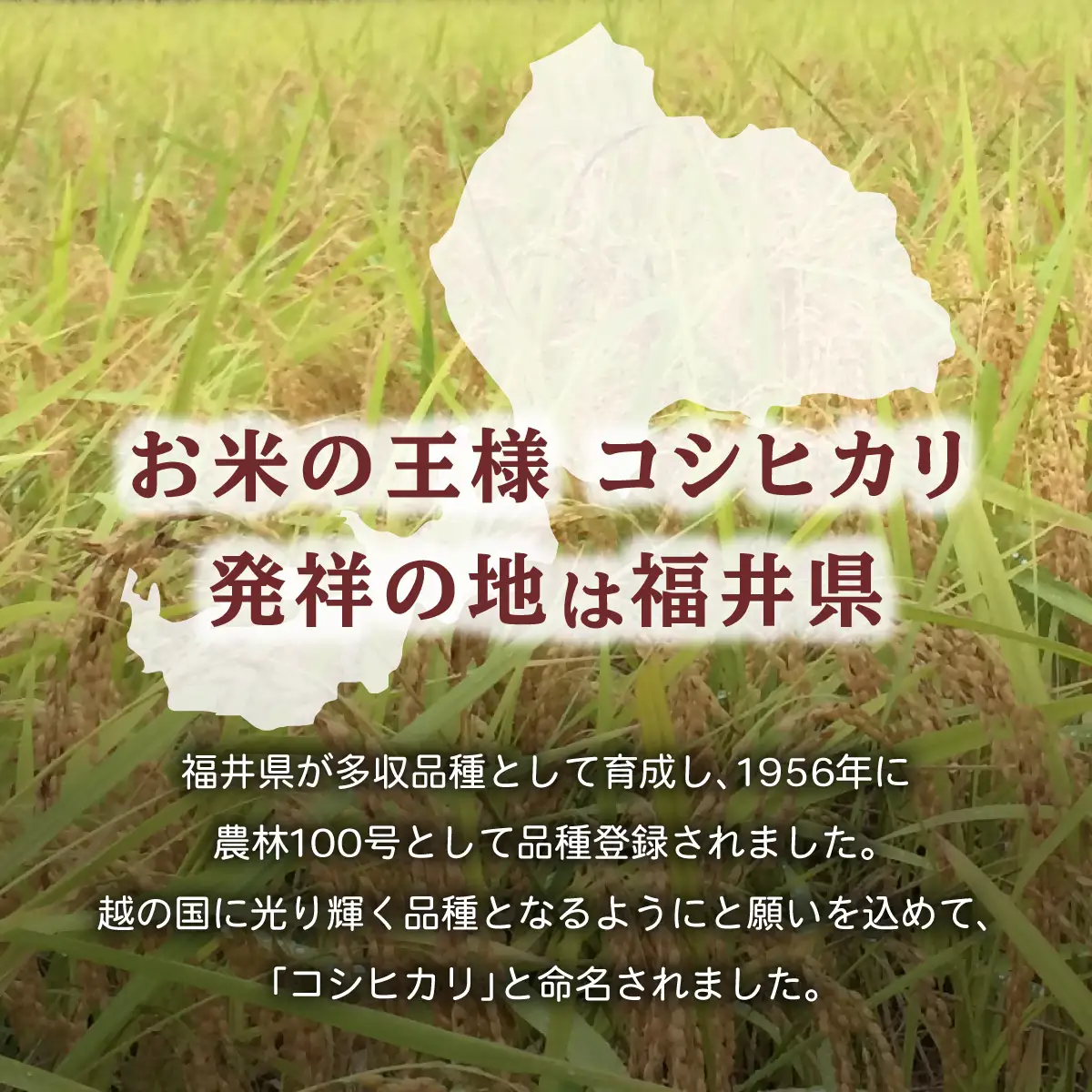 令和7年産 『コシヒカリ』3kg [003-a005]