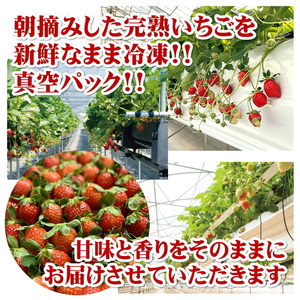 まるは食堂 マルハリゾート いちごの丘 『訳あり』完熟 冷凍いちご 2kg 1kg×2袋 ｜ 訳あり いちご イチゴ 冷凍 2kg 国産 完熟 スムージー ジャム ヨーグルト シャーベット デザート アイス おやつ 果物 フルーツ 愛知県 美浜町 ※北海道・沖縄・離島への配送不可