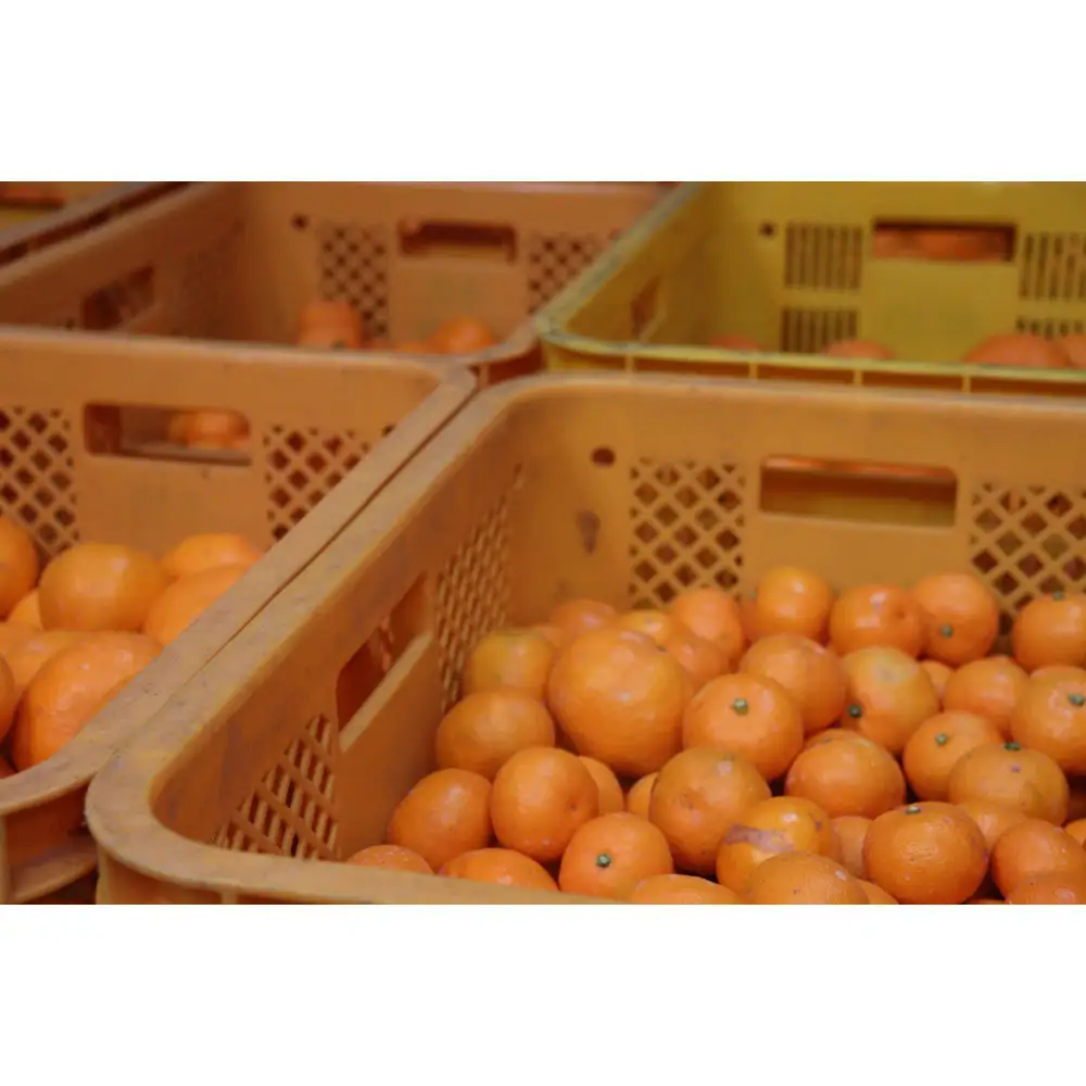 数量限定 有田みかんの産地から届く 果汁100％！ 搾りたての柑橘ジュース 180ml×24本