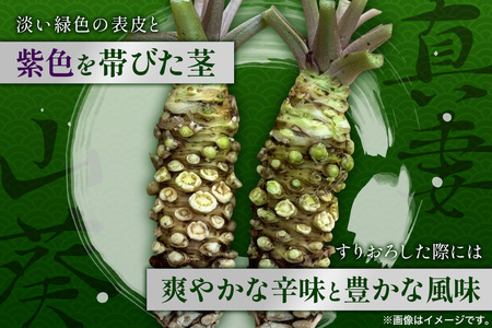 那賀わさび (真妻) 約100g 1～2本【徳島県 那賀町 生産者直送 産地直送 本わさび わさび ワサビ 生わさび 山葵 野菜 香味野菜 国産 真妻 薬味 調味料 万能 新鮮】FN-06