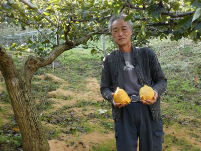 【2026年 先行予約】二十世紀梨 4kg｜鳥取 東光園 梨 2026年収穫後 2026年8月下旬から順次発送【41052】