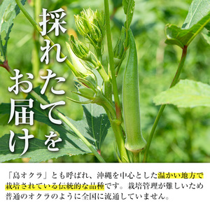 いずみ産 丸 オクラ 600g 【イーサイドライン】 i1215-A