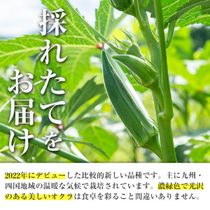 いずみ産 オクラ 新たな品種・ジュピター 1.2kg 【イーサイドライン】 i1216-B