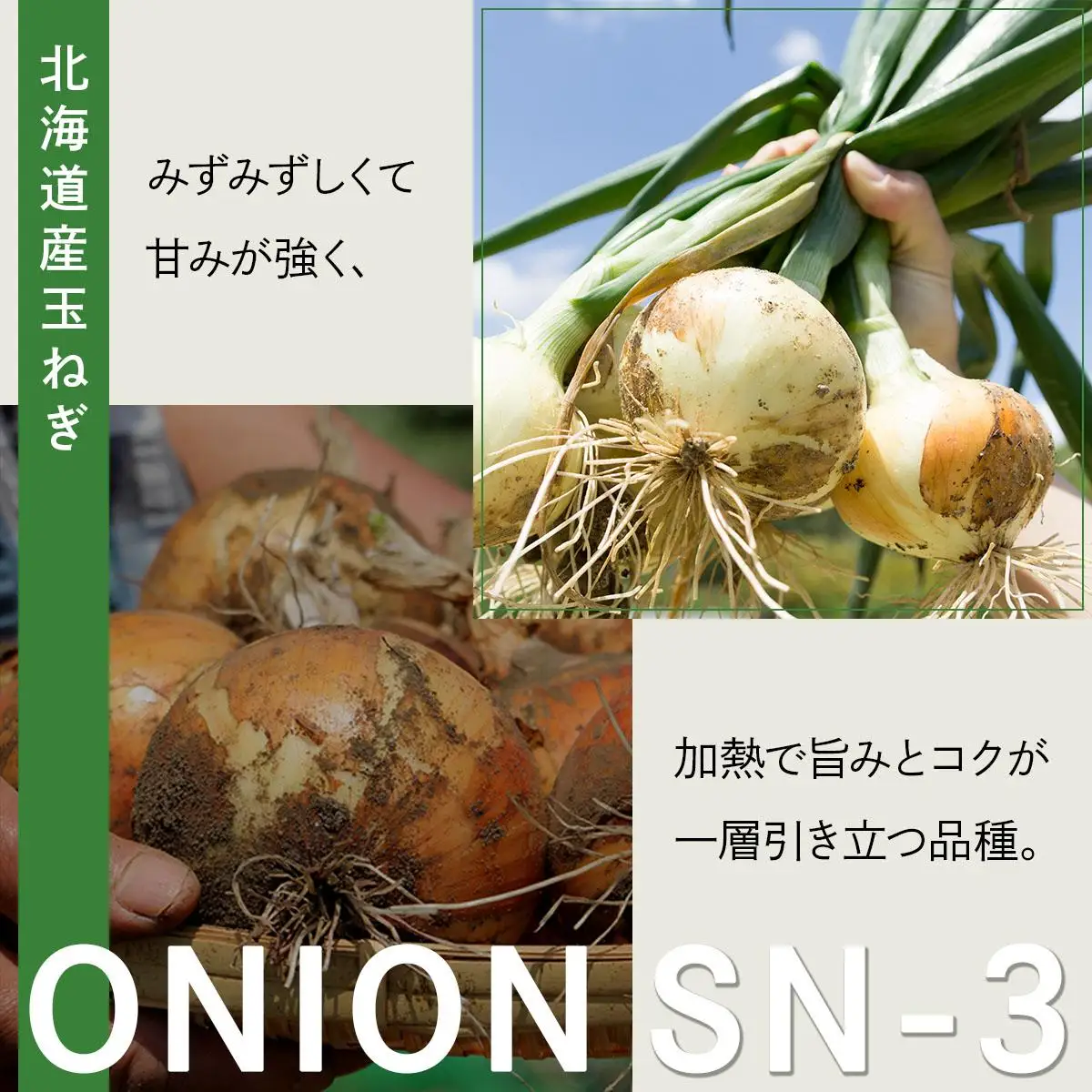 【先行予約】畑から直送の新鮮野菜！玉ねぎ(SN-3) 10kg [a168-002] 