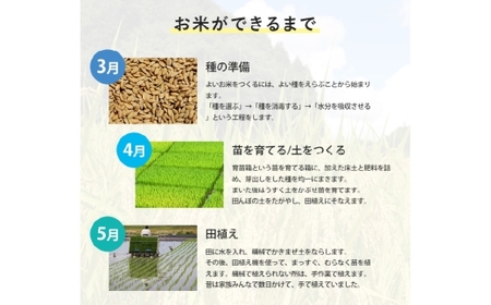 【令和7年産】 にこまる 5kg×4袋 計20kg 精米 【2026年8月下旬まで発送予定】 お米 米 コメ ご飯 ごはん ゴハン 白ご飯 白米 4袋 モチモチ ツヤツヤ