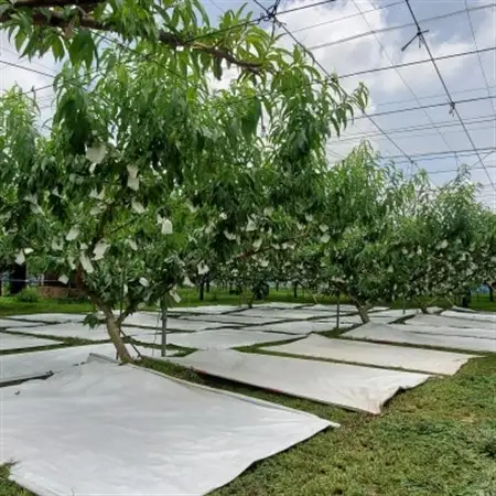 栃木県小山市産「桃」品種おまかせ　3kg【配送不可地域：離島・沖縄県】【1619973】
