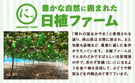 訳あり シャインマスカット 約1kg(1~3房) 株式会社日本植生グループ本社 NISSHOKU FARM《9月下旬-12月末頃出荷》葡萄 ブドウ ぶどう 浅口市 【配送不可地域あり】 (離島)