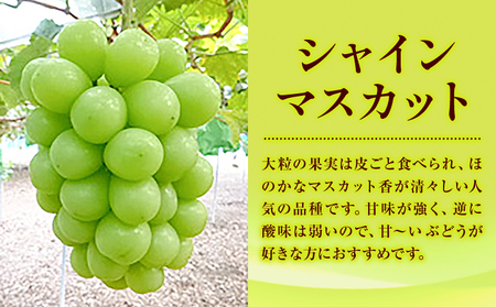 特選 大粒 ぶどう 3種 セット 約2kg ( 3房 ) シャインマスカット ピオーネ クイーンニーナ 株式会社日本植生グループ本社 NISSHOKU FARM《9月下旬-12月末頃出荷》ブドウ 送料無料 岡山県 浅口市 【配送不可地域あり】 (離島)