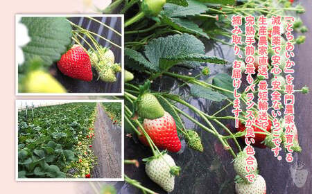 【先行予約】【数量限定】とちあいか 290g×2パック｜いちご イチゴ 苺 先行予約 栃木県 果物 くだもの フルーツ とちあいか 新鮮 贈答 ギフト 食べ比べ 真空パック ※2026年11月～発送