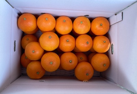 【2026年先行予約】 みかん 愛果28号 5kg Sサイズ バラ詰め 紅まどんなと同一品種 農園直送 【2026年11月中旬から順次発送予定】 愛媛 数量限定 愛媛県産 人気 柑橘 伊予市｜B528