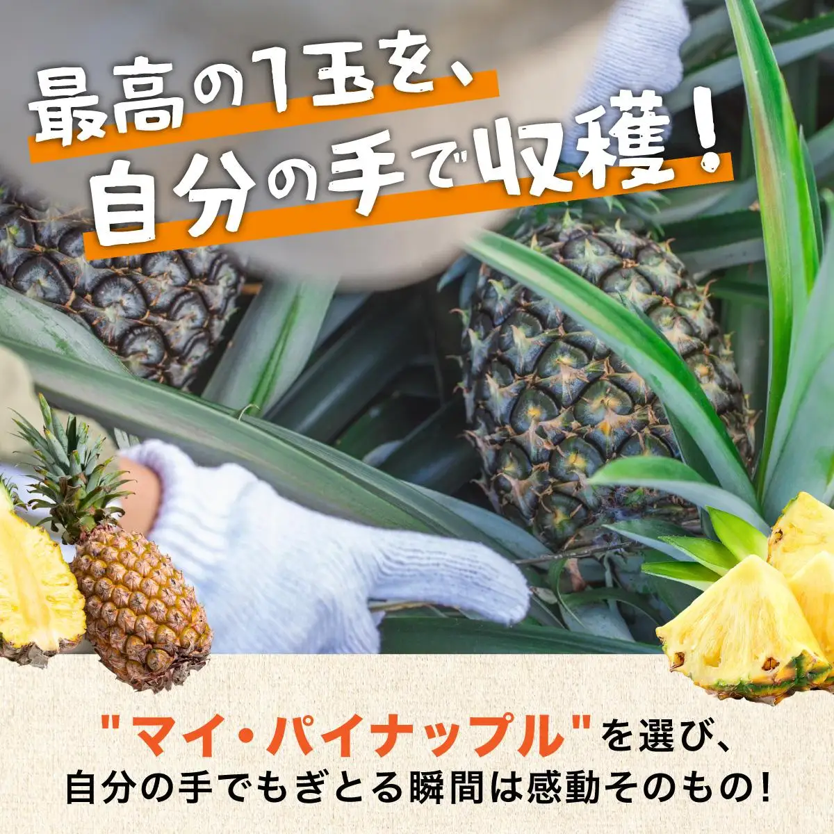 パイナップル パイン収穫体験参加クーポン