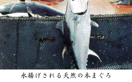 三崎マグロ 卸問屋カネシメ の 本鮪 中トロ 600g M070-005 冷凍 マグロ