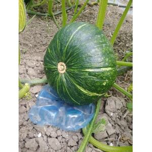 大潟村産かぼちゃ「くり大将」約2.5kg【配送不可地域：離島・沖縄県】【1629936】