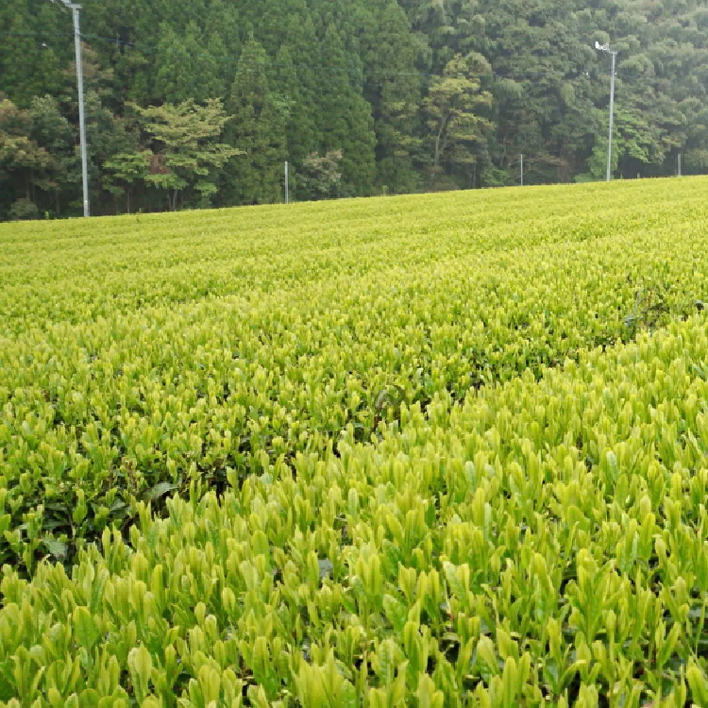 うれしの茶 特撰 孔子 緑茶 茶葉 100g × 2袋 嬉野茶 | 特撰・孔子 うれしの茶セット _a-91