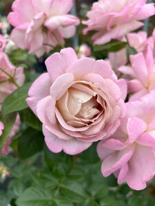 バラ苗鉢植え「キャメル」 [h190]