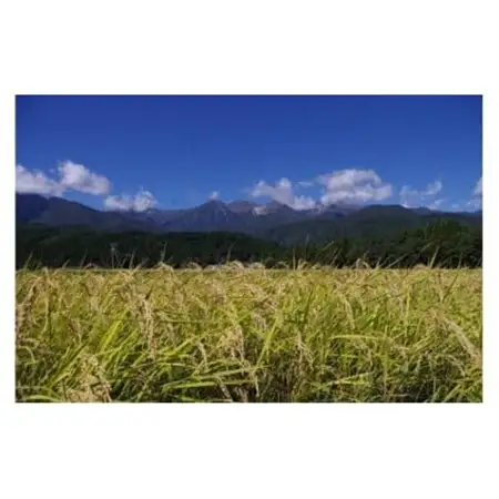 長野県産 みやましじみ米(精米)5kg【1575191】