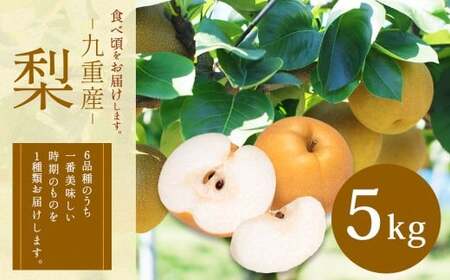 九重産 3L以上 梨 約5kg 梨( 二十世紀 あきづき 王秋 新高 豊水 甘太 のうちいずれか一種類)【2026年9月上旬から10月上旬発送予定】