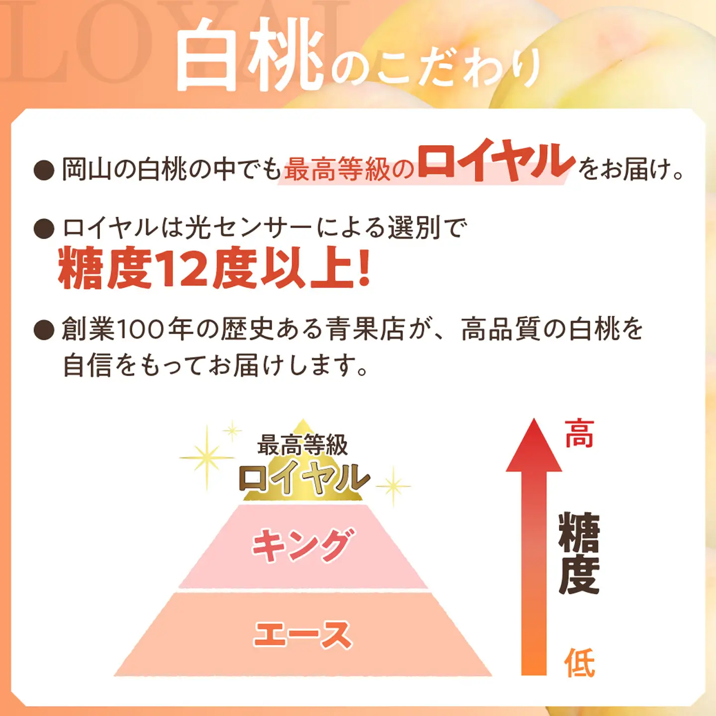 【令和８年発送分】岡山県産 白桃「ロイヤル」4kg（令和8年7月から8月頃発送）【桃】