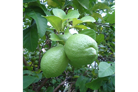 【産地直送】和歌山産グリーンレモン約3kg (サイズ混合)
