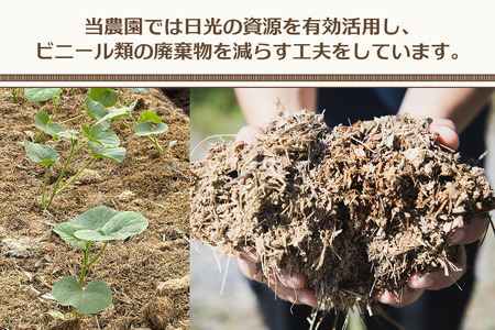 関根農園の日光産「赤肉メロン」1玉【2026年9月初旬より順次発送】｜先行予約 メロン 果物 くだもの フルーツ スイーツ 赤肉 日光市産 栃木県産 国産 [0850]