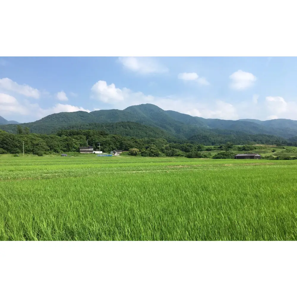 【定期便】佐渡産高千産こしひかり 精米5kg【12ヶ月連続お届け】