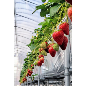 いちご狩り 大人2名 4品種栽培