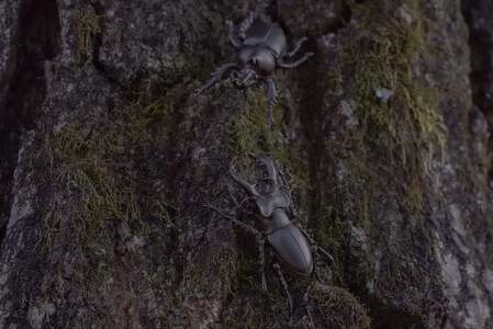 クワガタピンブローチ　シルバーカラー　All insects　【セレブ御用達】【世界50個限定】【仕事運UP】