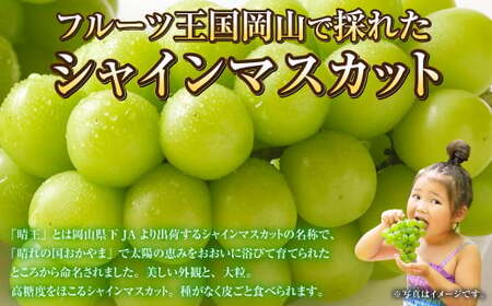 岡山県産 シャインマスカット 晴王 約1.2kg（600g×2房） 【2026年8月下旬～11月下旬迄発送予定】 果物 くだもの フルーツ ぶどう ブドウ 葡萄 マスカット
