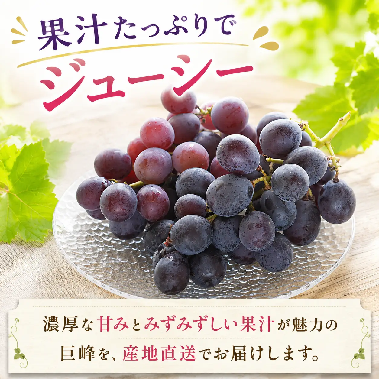 柳川市産 巨峰 約2.4kg【2026年8月発送】014-2730x1 巨峰 フルーツ