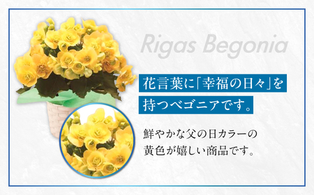 《父の日までにお届け》リーガスベゴニア イエロー 花 花 鉢植え 鉢 鉢花 花 観葉植物 植物 5号鉢 人気 おしゃれ かわいい 父の日 プレゼント 贈り物 贈答 ギフト 夏 フラワーギフト 父 ありがとう お父さん 父親 記念日