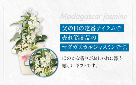 《父の日までにお届け》マダガスカルジャスミン 花 花 鉢植え 鉢 鉢花 花 観葉植物 植物 4号鉢 人気 おしゃれ かわいい 父の日 プレゼント 贈り物 贈答 ギフト 夏 フラワーギフト 父 ありがとう お父さん 父親 記念日