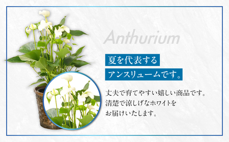 《父の日までにお届け》アンスリューム ホワイト 花 鉢植え 鉢 鉢花 花 観葉植物 植物 5号鉢 人気 おしゃれ かわいい 父の日 プレゼント 贈り物 贈答 ギフト 夏 フラワーギフト 父 ありがとう お父さん 父親 記念日