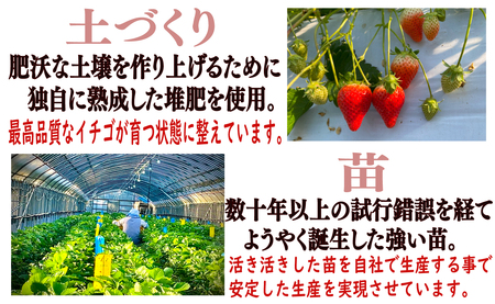 冷凍イチゴ 3kg （1kg × 3 ）とちおとめ いちご 苺 レシピ付