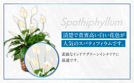 《父の日までにお届け》スパティフィラム 花 鉢植え 鉢 鉢花 花 観葉植物 植物 5号鉢 人気 おしゃれ かわいい 父の日 プレゼント 贈り物 贈答 ギフト 夏 フラワーギフト 父 ありがとう お父さん 父親 記念日