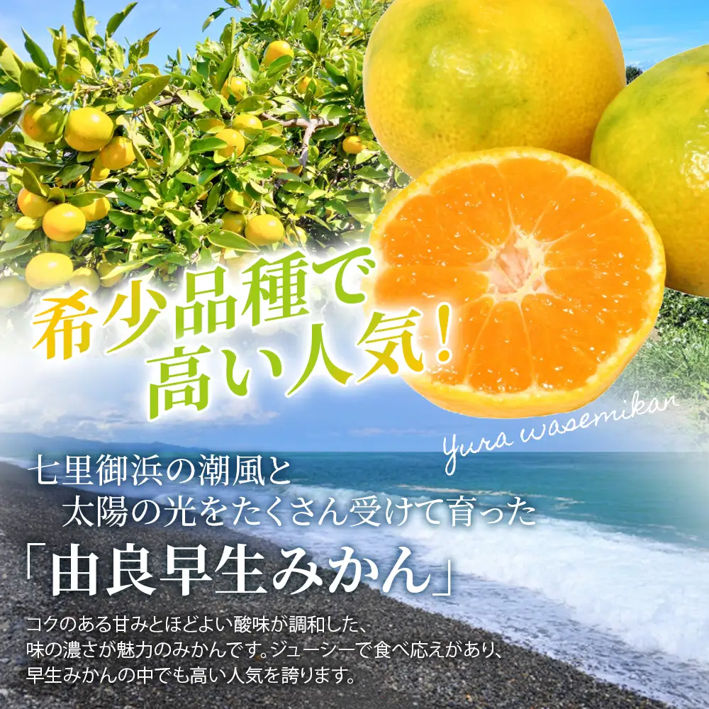 みかん 由良早生みかん 約5kg【nkmr0020】