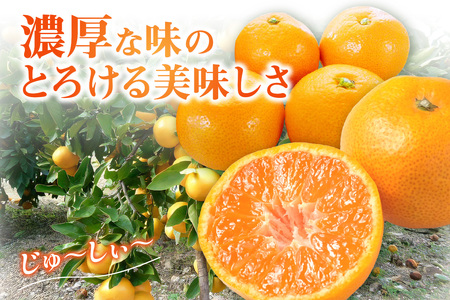 【0057-4】「濃厚な味のとろける美味しさ」温州みかん 5kg《先行予約》
