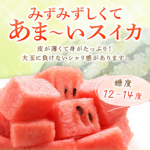 【0060-5】小玉すいか(ひとりじめ)2～3玉 和歌山産《先行予約》【2026年6月上旬頃から順次発送予定】