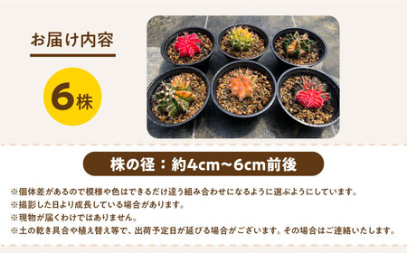 ギムノカリキウム ミハノビッチ 6株 Gymnocalycium mihanovichii 長与町/アグリューム[EAI279]