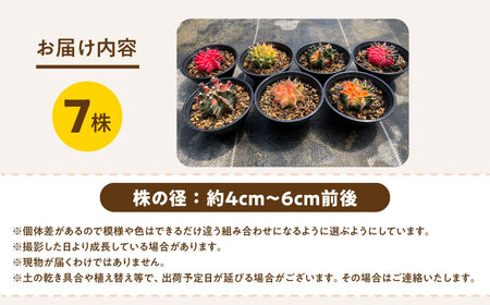 ギムノカリキウム ミハノビッチ 7株 Gymnocalycium mihanovichii 長与町/アグリューム[EAI280]