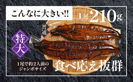 【父の日】宮崎県育ちの【特大】うなぎ蒲焼1尾210g以上≪山椒・たれ付≫≪6月18日～21日お届け≫〔11-M301-FG〕_(都城市)  特大うなぎ蒲焼(有頭) 宮崎県産 真空 山椒・たれ付