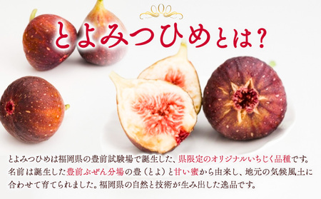 いちじく 無花果 とよみつひめ 280g×4パック《8月中旬-10月中旬頃出荷》福岡県 鞍手町 福岡県産 いちじく フルーツ 果物