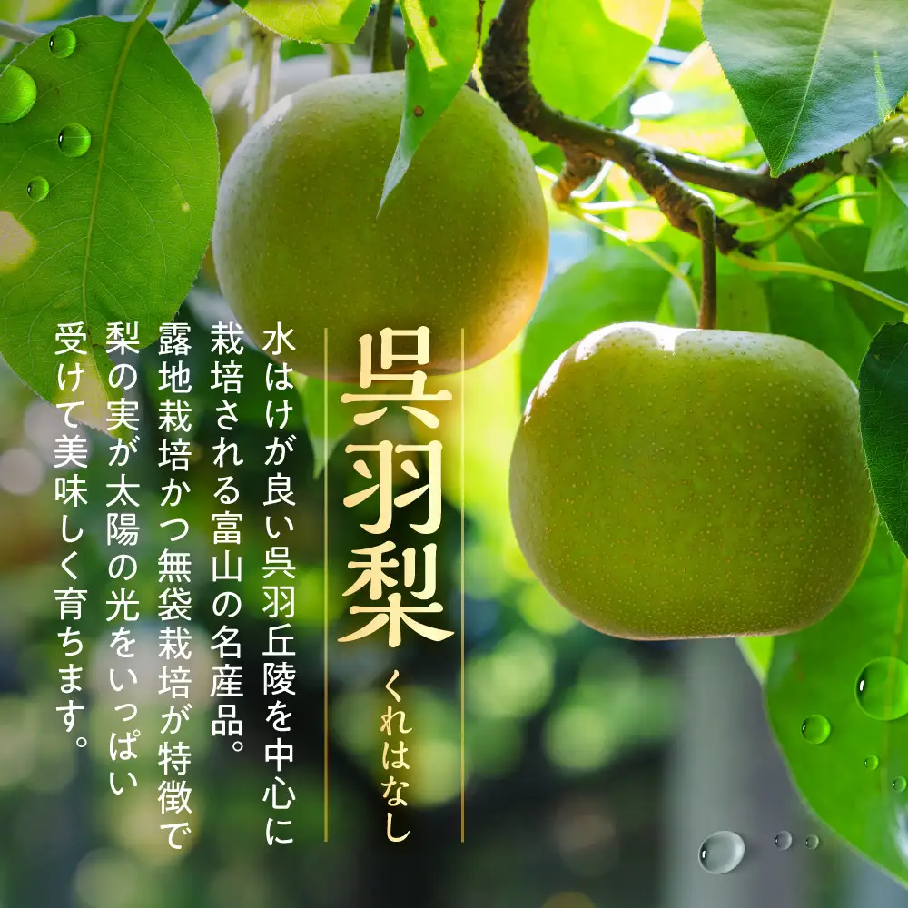 【先行予約・2026年8月25日～9月10日に発送】呉羽梨（くれはなし）5kg箱