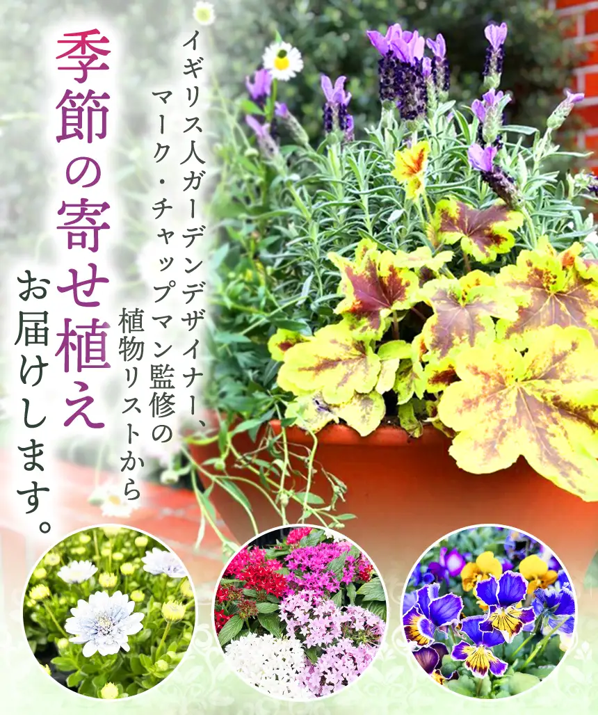 季節 の 寄せ植え ( 内容 おまかせ ) | 花  ガーデニング 英国流 フラワーポット