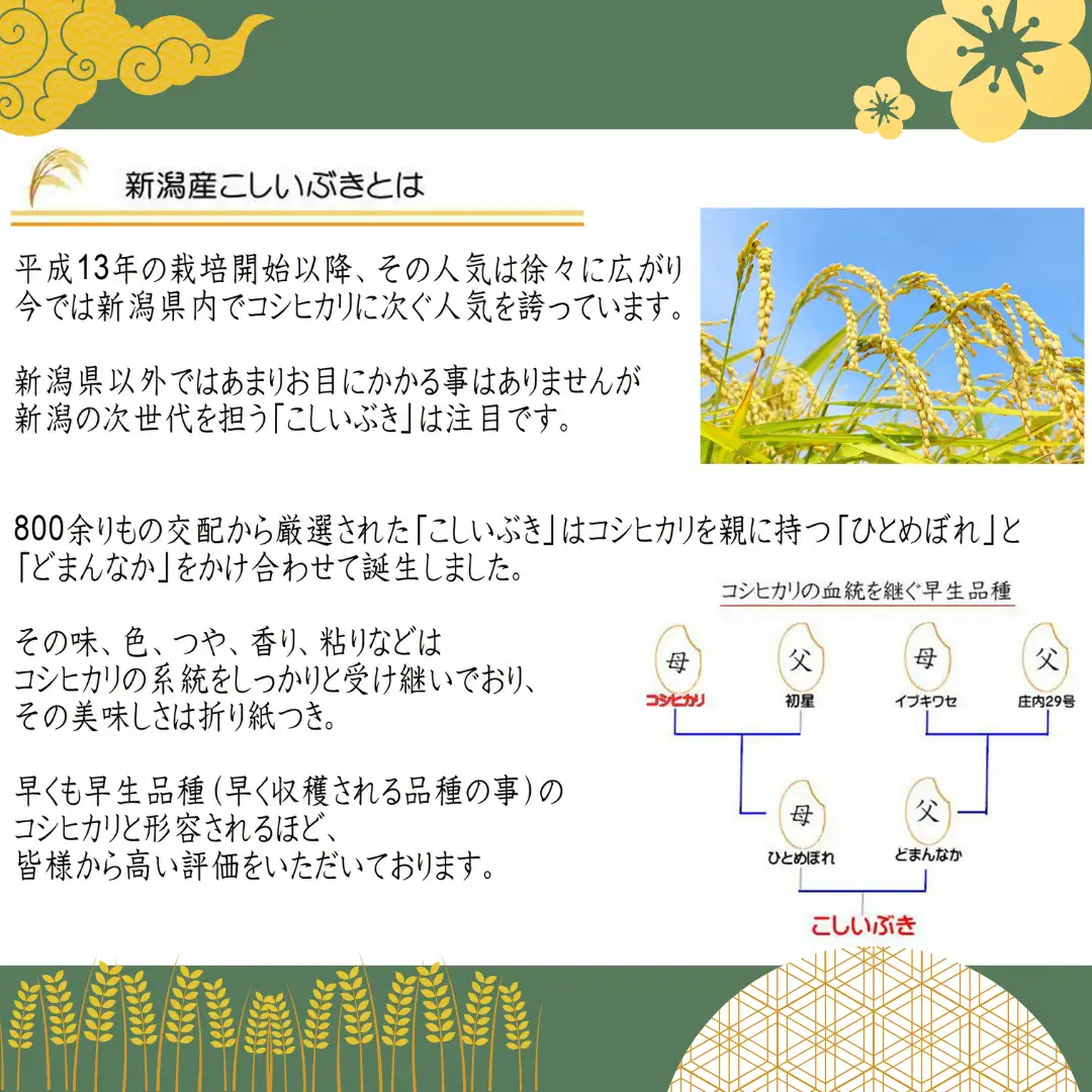 お米マイスターいち押し！！【令和7年産】新潟産こしいぶき 5kg コシヒカリの美味しさを受け継ぐ 白米 精米 コシヒカリ系 早生品種 米 ごはん ライス ブランド米 お米マイスター 井上米穀店  新潟県 こめ コメ 1I28013