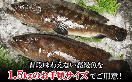 【幻の超高級魚をご家庭で】養殖 クエ まるごと 1.5kg×1尾【豊建設株式会社】[RAE018]