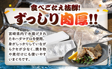 カマトロリシャス宮崎のマグロ カマ焼き キハダマグロ 新鮮