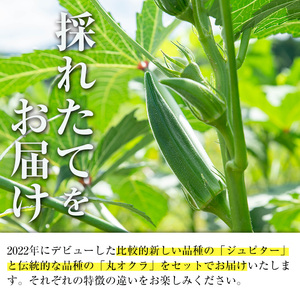 いずみ産 オクラ 2種 食べ比べ 1.2kg 【イーサイドライン】 i1217-B